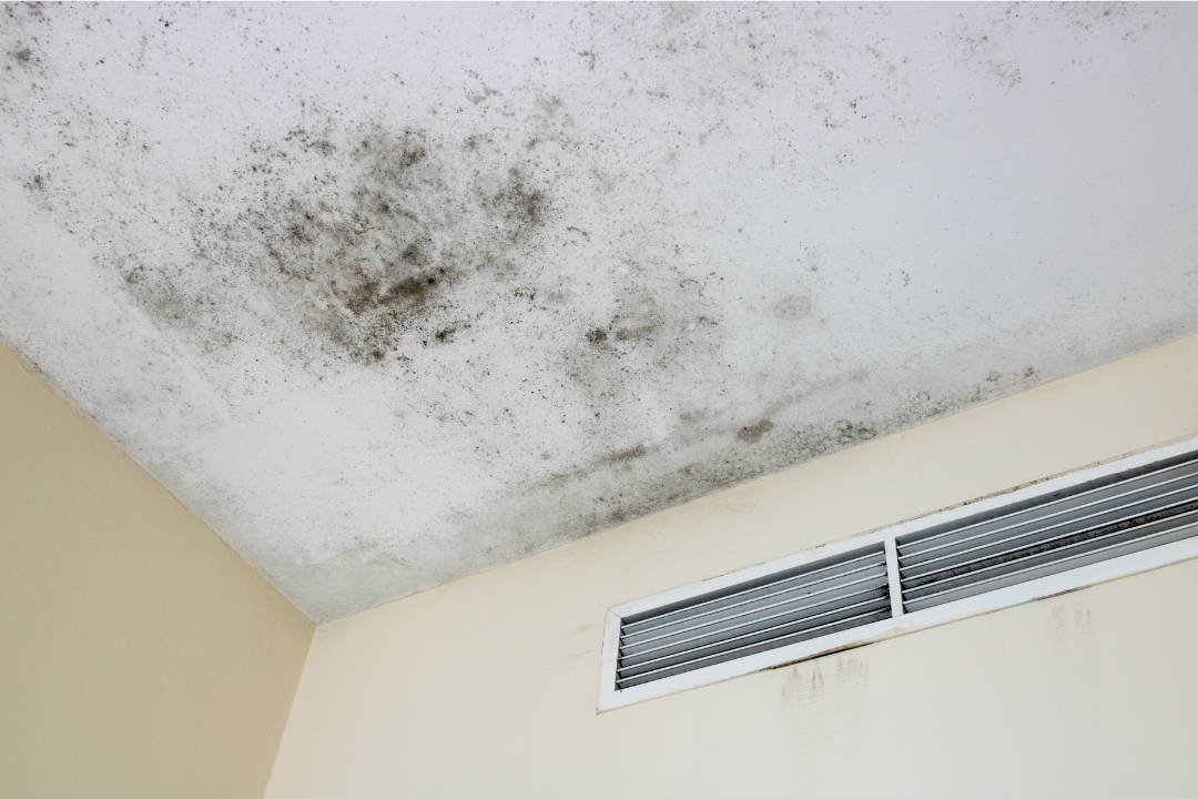 what to do with mold in the attic