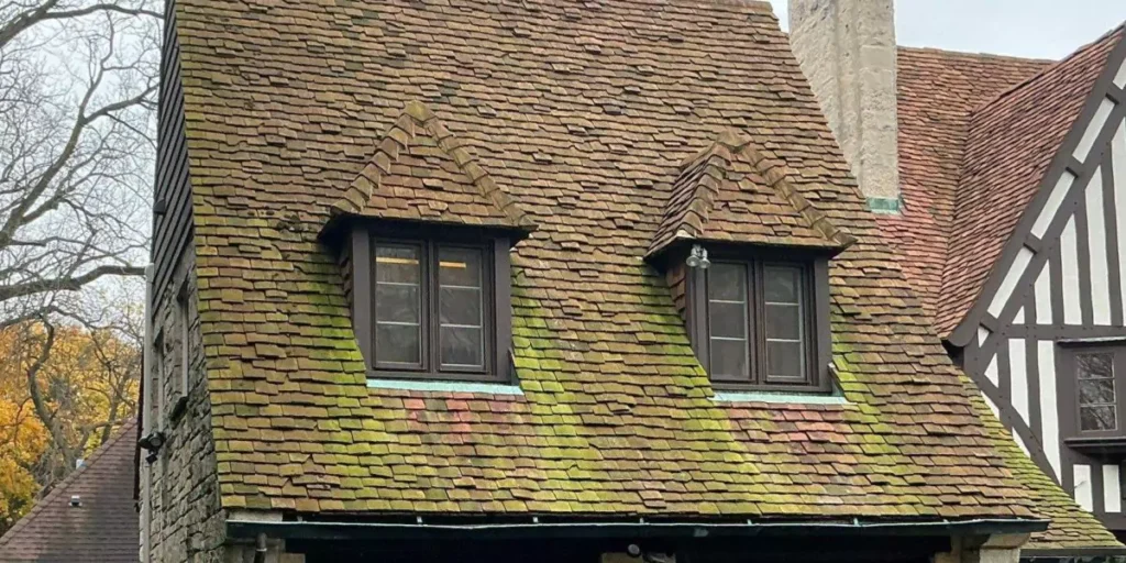 algae on terracotta tiles