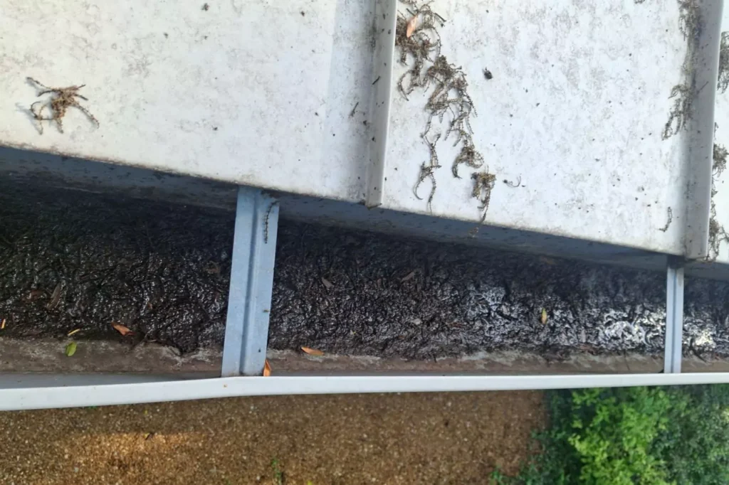 decaying leaves in the gutter