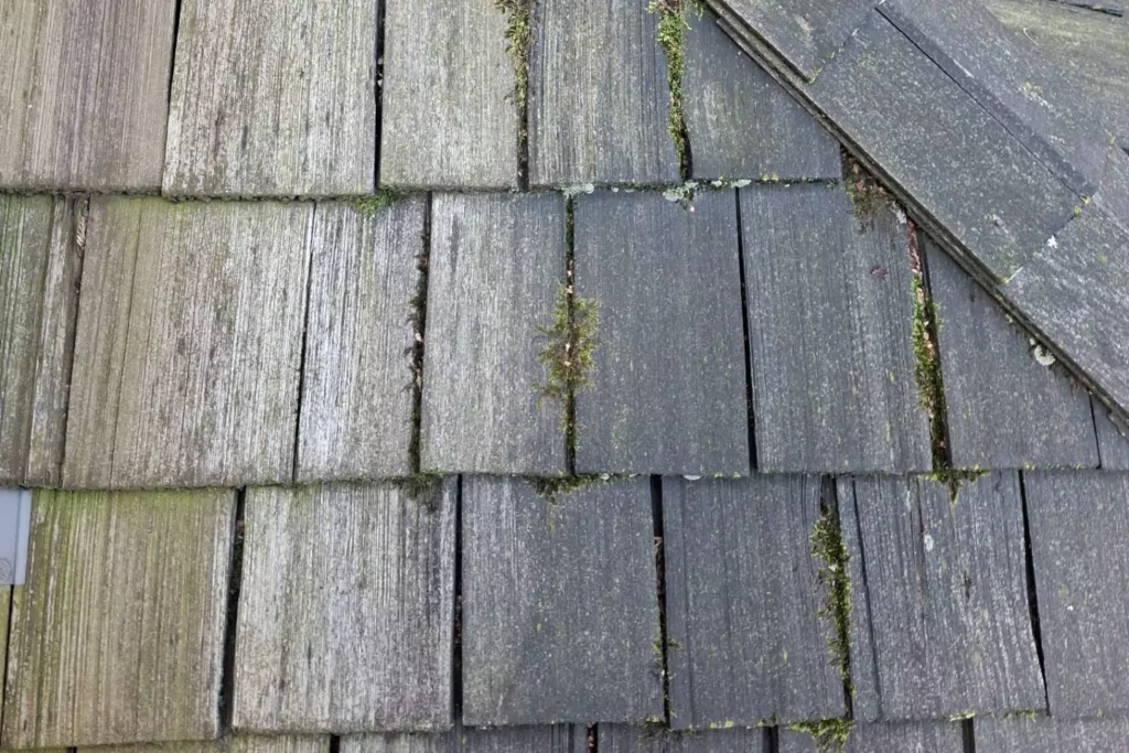 how to prevent roof algae growth