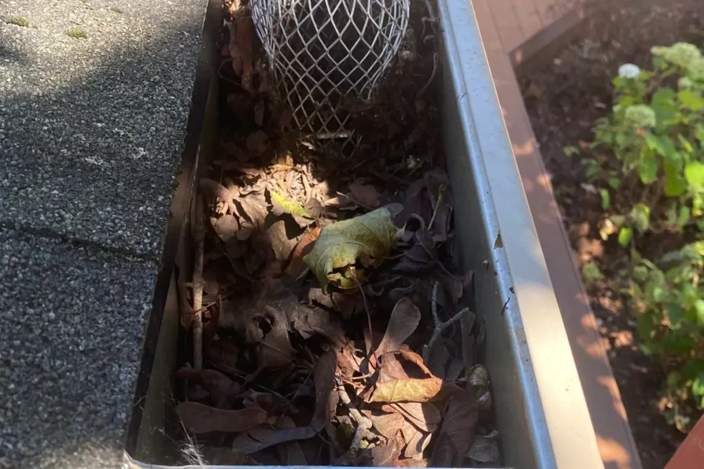 leaves and debris in gutter