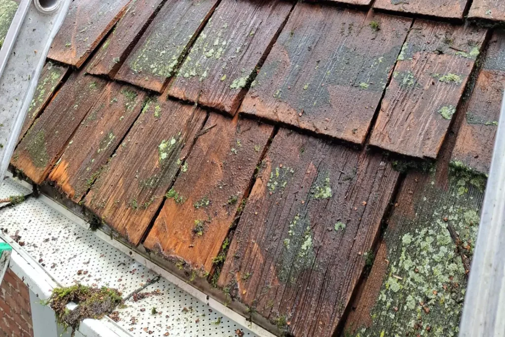 what is roof algae