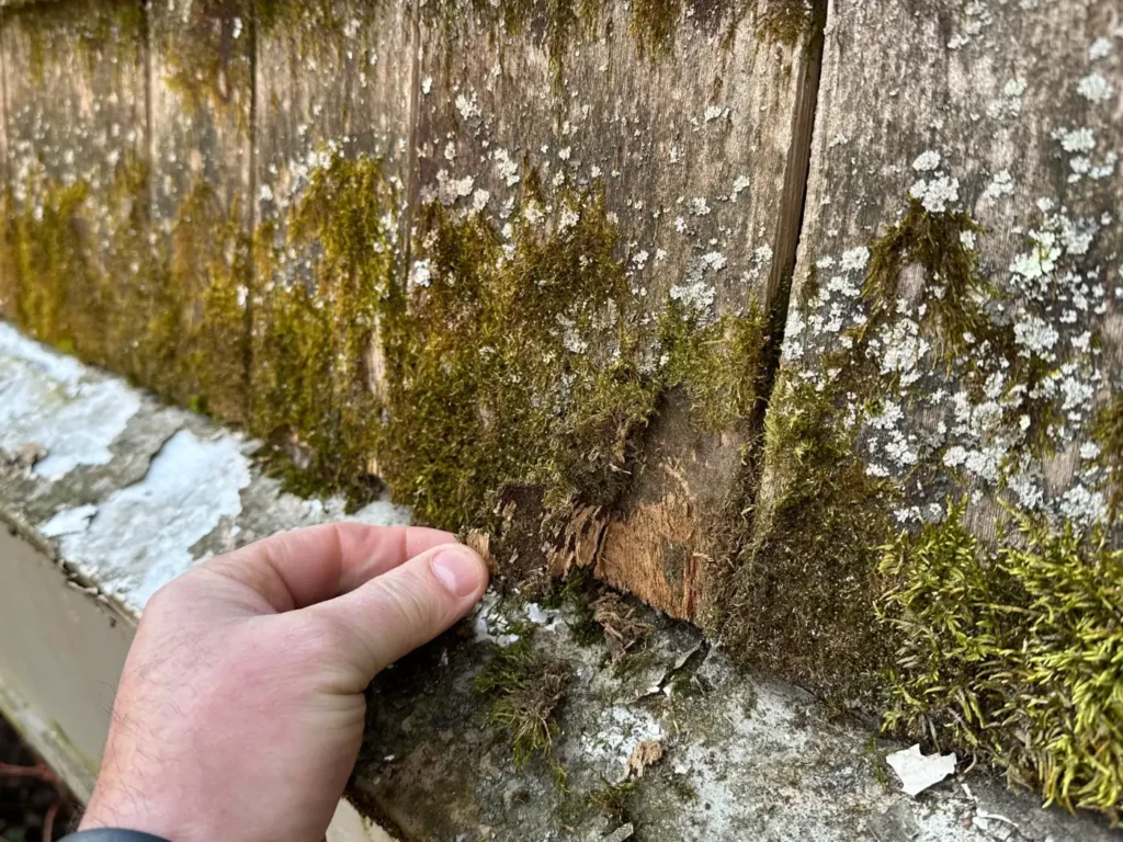 lifespan of cedar shake roofs