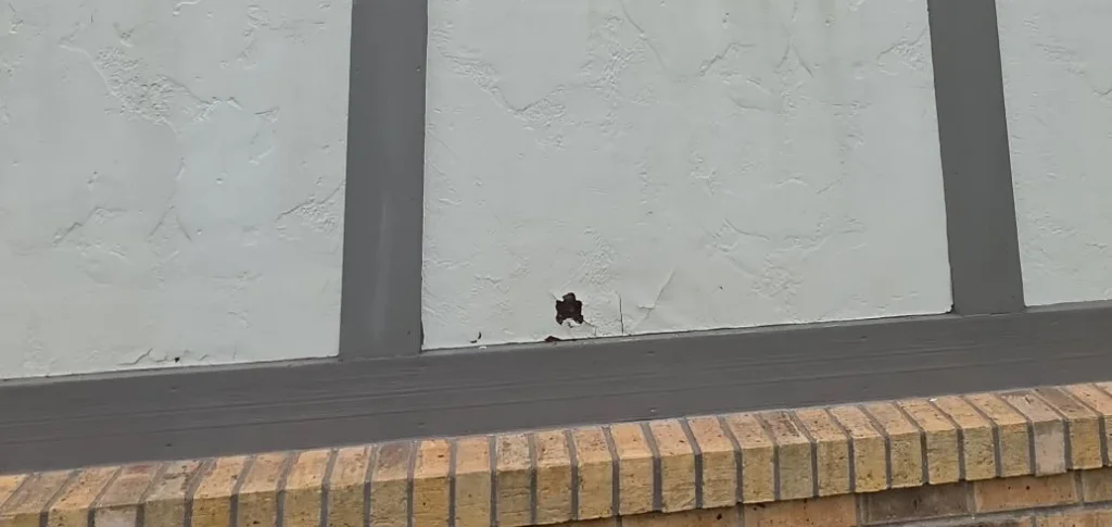 what to do with woodpecker damage to stucco