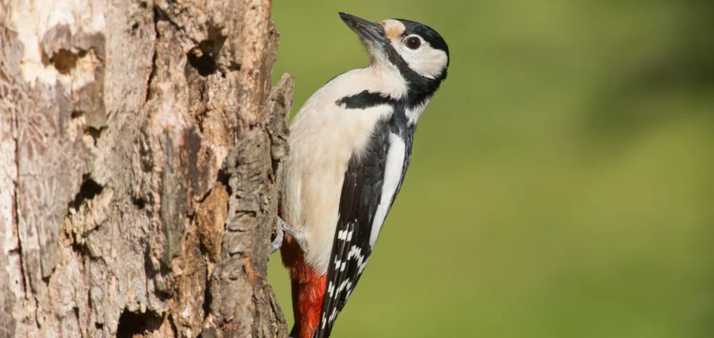why do woodpeckers peck houses